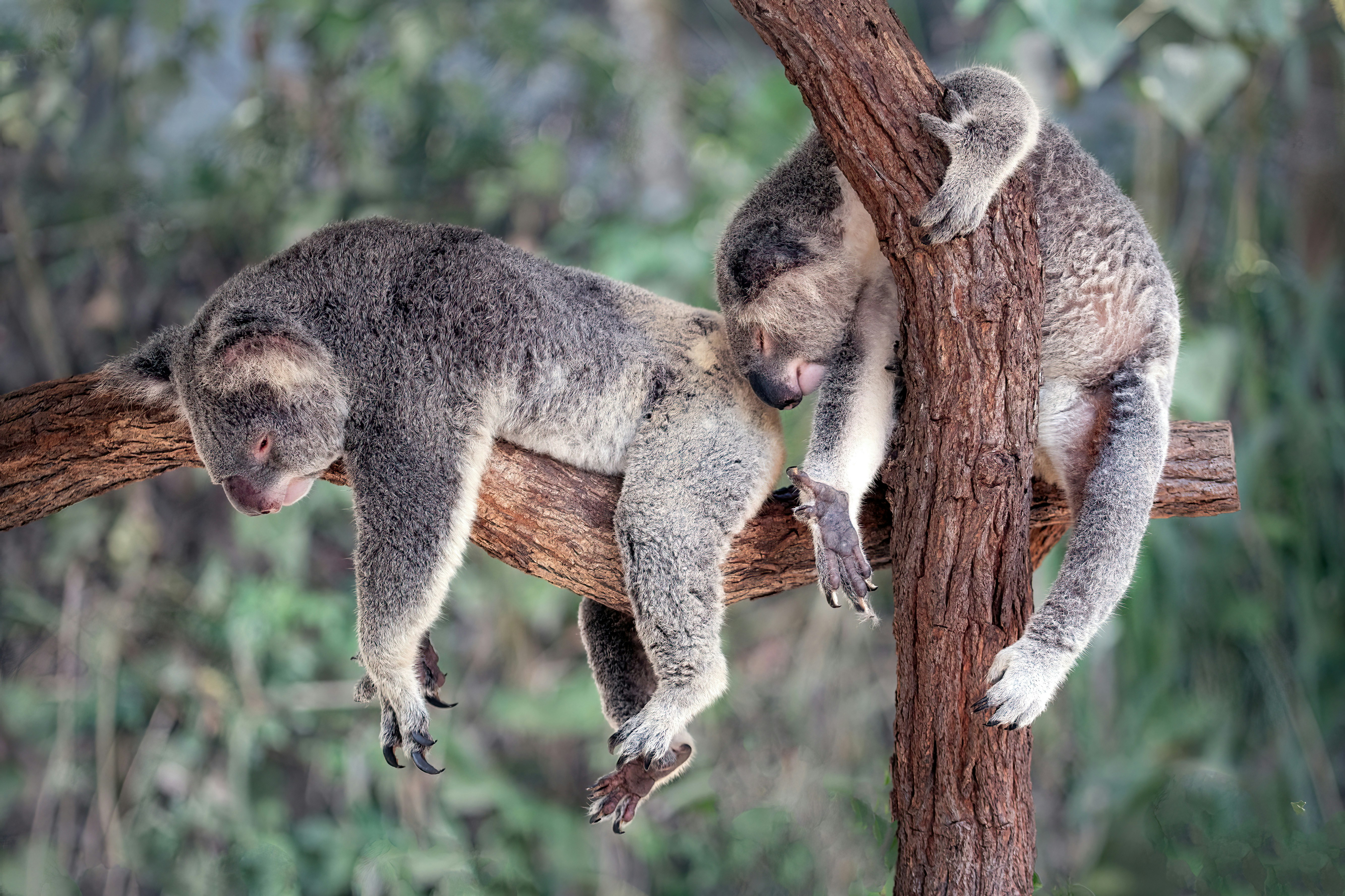 Zwei schlafende Koalas – Schlafstörung Therapie Berlin Mitte